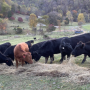 bred heifers.exchange.PNG