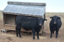 BT_Bulls_Feeder