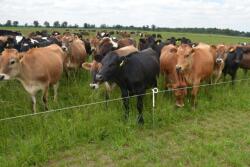 Cattle_Electric_Fence