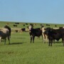 BT_Stocker_Cattle
