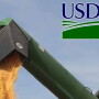 USDA expected to lower corn yields in the September report