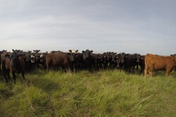 BT_Stocker_Cattle_Pasture