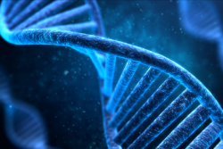Genomic editing modifies an organism's existing genome, without inserting foreign DNA.