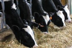 dairy cow lineup