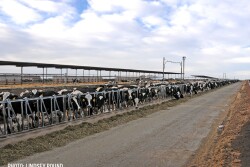 dairy cows -Lindsey Pound
