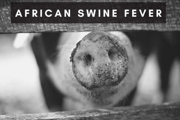 African Swine Fever ASF
