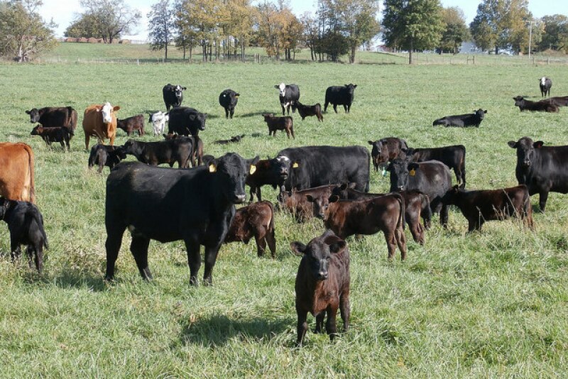 BT_Cows_Calves_Missouri