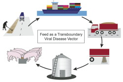 Feed as viral vector