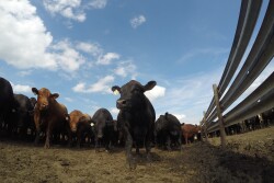 Sometimes, the slightest of differences between groups of feeder cattle can significantly affect their value when sold as fats. Understanding these subtle nuances can help you more effectively market your future calf crops.