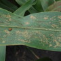 sugarcane_aphid