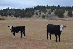 BT_Cow_Calf_Baldie