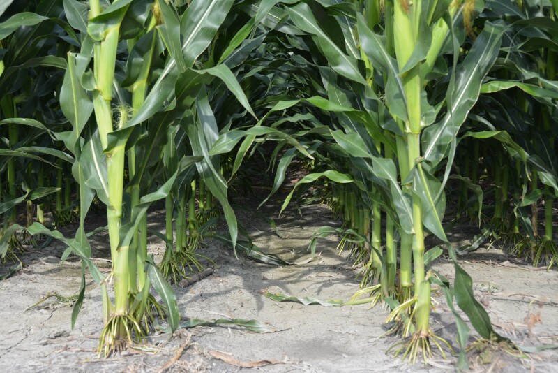 Only one of the two problem mite species prefers lower leaves--do you know which one that is?