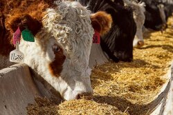 Cattle on feed up 2%