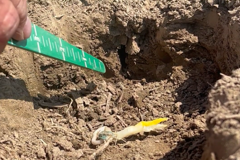 An air pocket in the furrow prevented good seed-to-soil contact in this case, which prevented the seedling from emerging well.