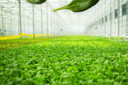 brightfarmsgreenhousepic.png