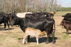 Hersom Nursing steer calf