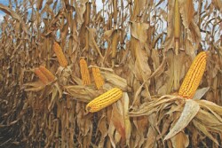 A 200-bu.-per-acre corn crop consumes 330 lb. to 350 lb. of nitrogen per acre. Know your soil’s nitrogen-supplying power to fine-tune application rates.
