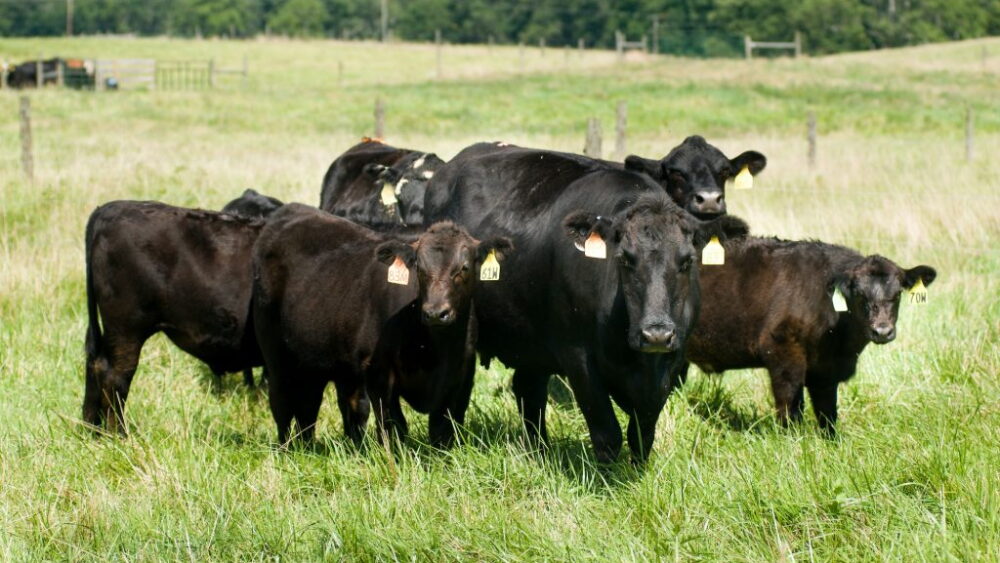 Virginia Tech research herd