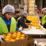 Man in neon yellow vest, blue shirt and hair net carrying a box of citrus fruit, with a conveyor belt and two women in similar clothing sorting citrus fruit in the background.