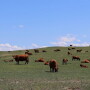Resist the temptation to turn cattle out before grass is ready.