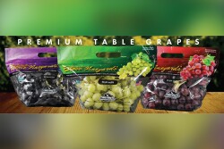 Three bags of Mountain View Fruit Sales' new table grape varieties for 2023 season