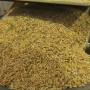 rice_arkansas