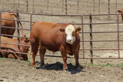 UNL steer