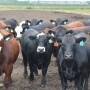 Feedlot cattle