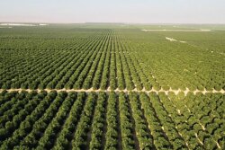 We plan to pick mid-October to the end of June,’ says Tracy Jones, chief operating officer and senior vice president of sales for Booth Ranches LLC of the company’s navel oranges.