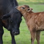 Too many cow-calf producers still ignore the benefits of preconditioning.