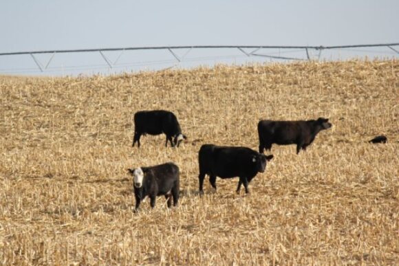 BT_Corn_Stalks_Cows