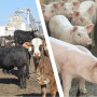 Cattle and hog finishing
