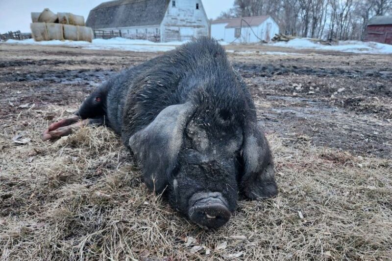 Wild Pig in ND