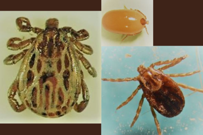Winter Tick: What You Need to Know