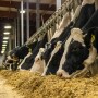 Holstein dairy cows