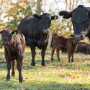 Demand for high-quality beef is strong.