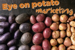 Potato marketing