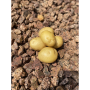 Alsum gold potato