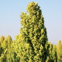 Sorghum