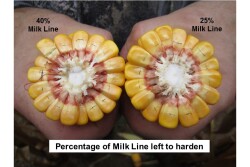 corn milk line