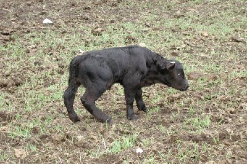 babycalf