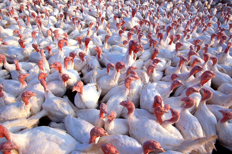 There have now been 262 commercial flocks affected with HPAI in 2022.