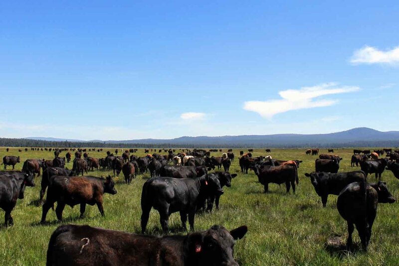 Timmerman Land & Cattle