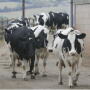 British_dairy_cows_NFU_12-2014