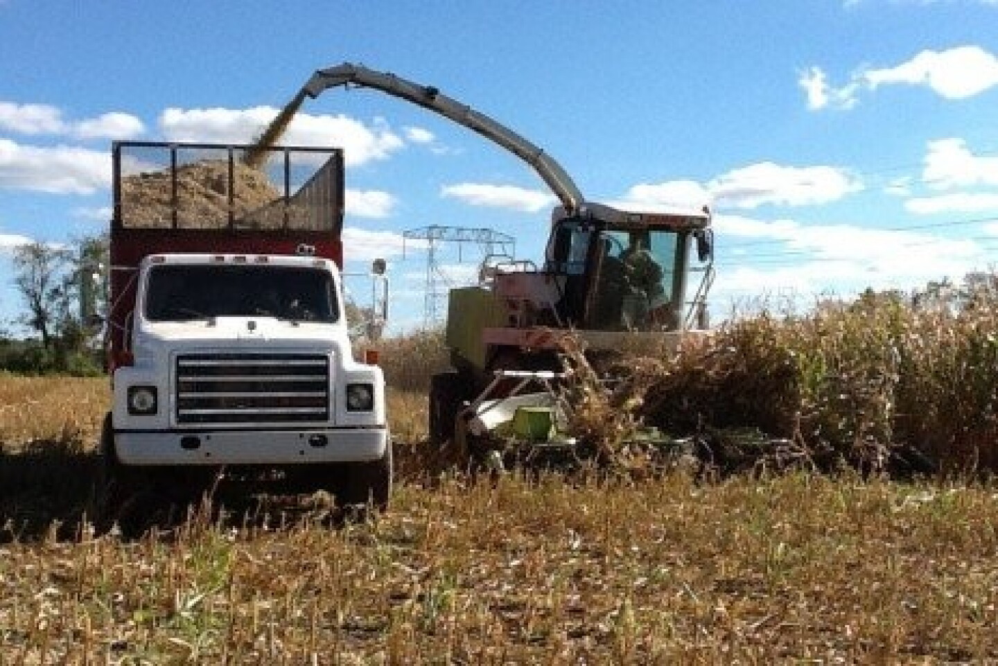 Managing your corn silage.jpg