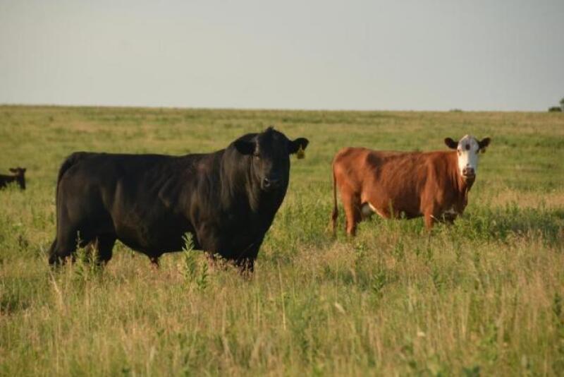 Test bulls prior to breeding season