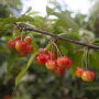  Superfresh Rainier cherries