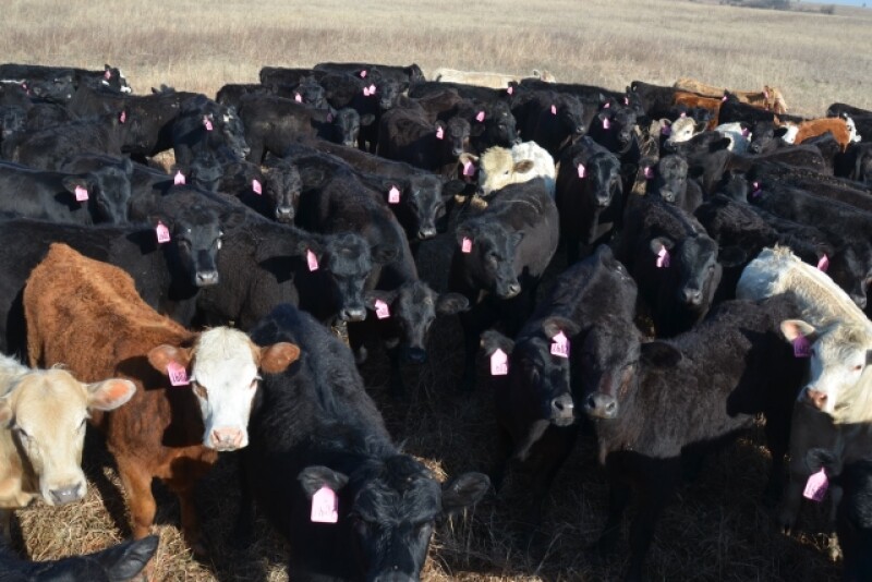 BT_Stocker_Cattle