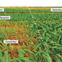 The effects of a late kill of cereal rye on corn plants is evident. The impact appears to result from a combination of the carbon penalty and allelopathy exerted by the cereal rye.