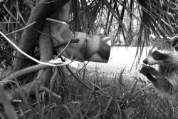 A trail cam captured this raccoon taking the vaccine bait.